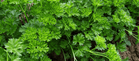 Peterselie kweken