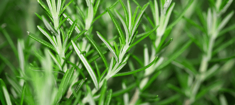 Rozemarijn zaaien - snelle startfiche