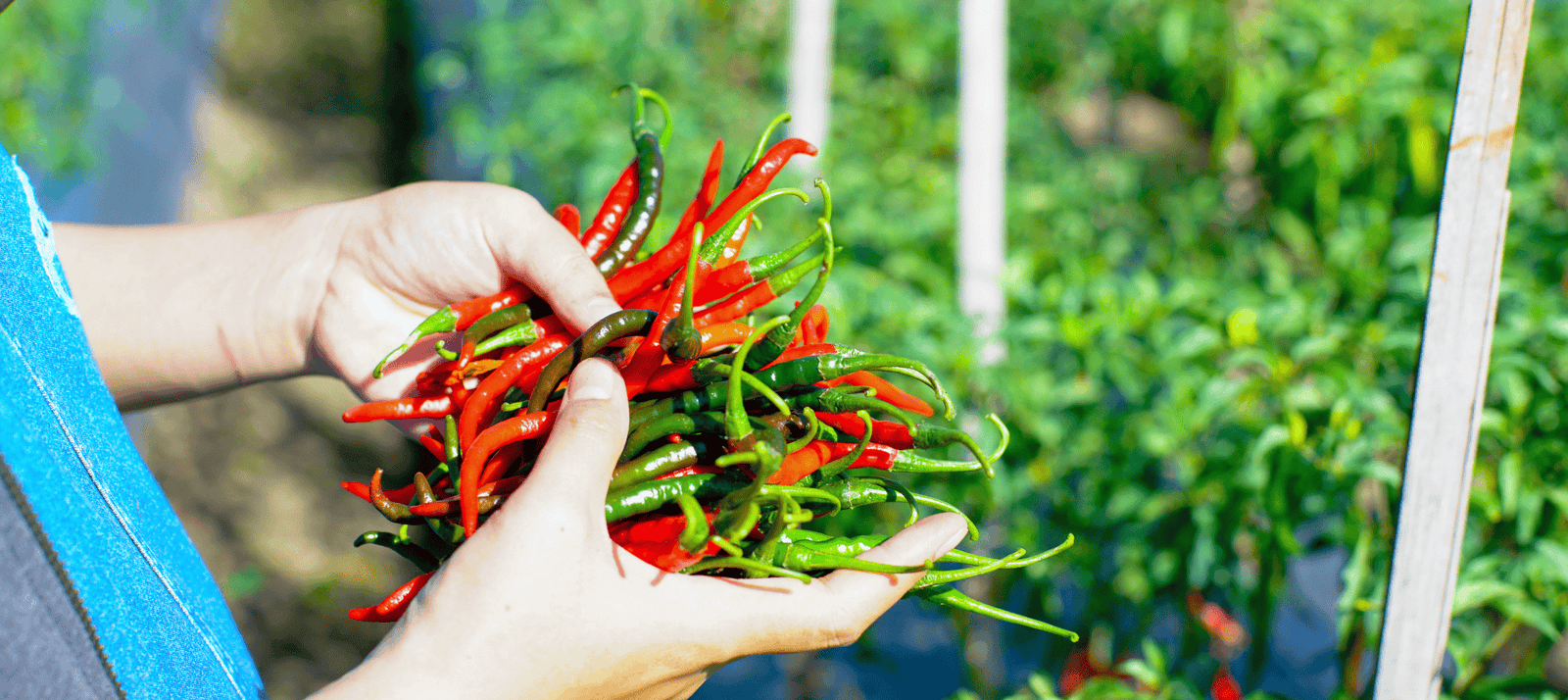 Peper zaaien - snelle startinfo