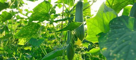 Komkommer kweken in de moestuin