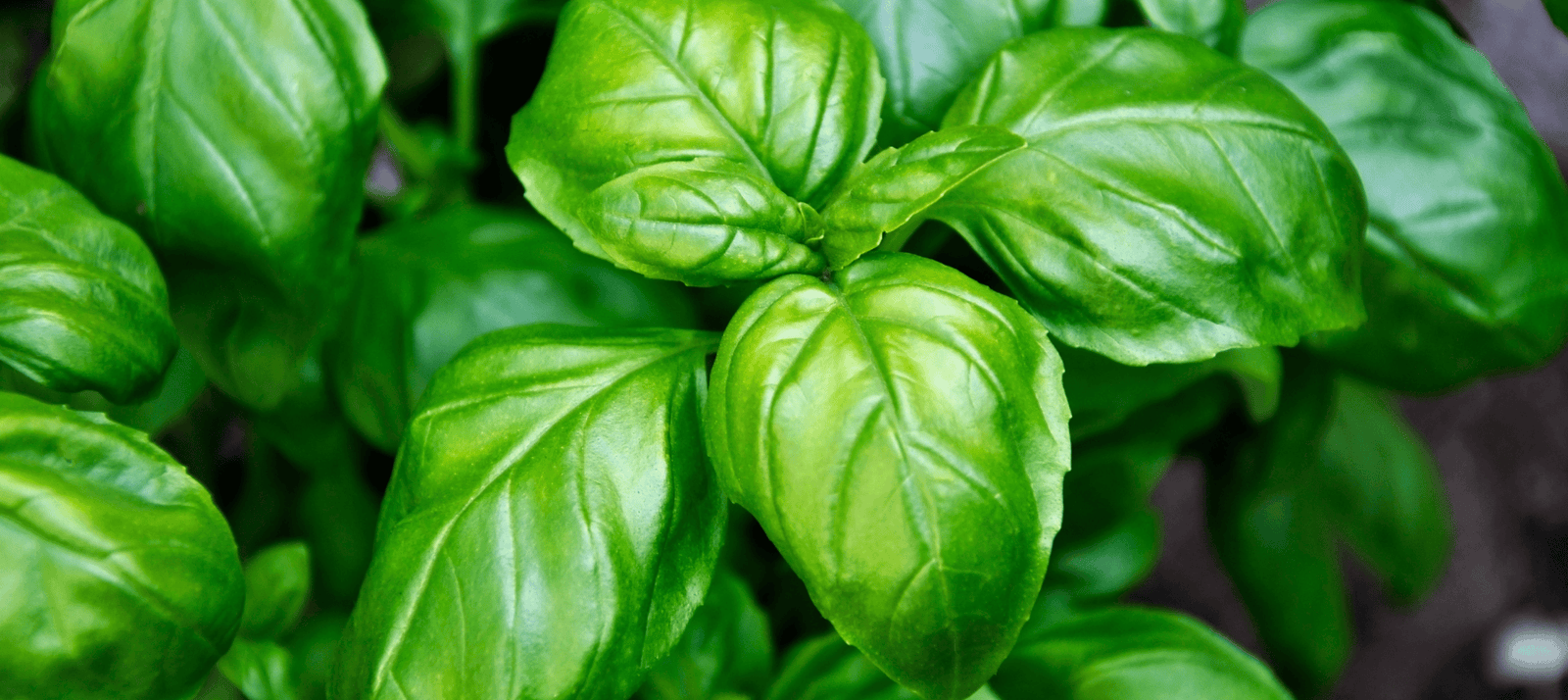 zelf gezaaide basilicum