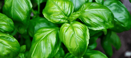 zelf gezaaide basilicum