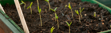 Januari zaaikalender Moestuinweetes