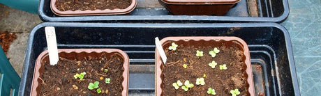 Juli zaaikalender Moestuinweetjes