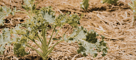 December zaaikalender Plukkers