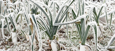 Februari zaaikalender Plukkers