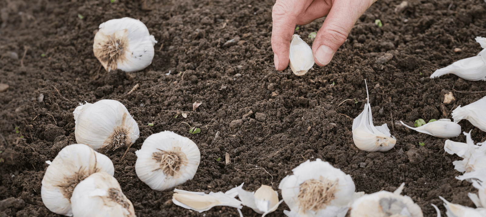 Zaaien in oktober met Plukkers.com
