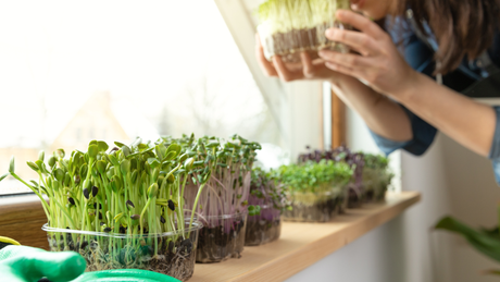 Tuinkers zaaien - snelle startfiche