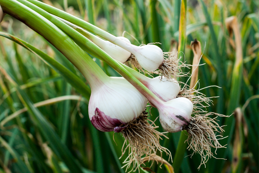 Biologiche knoflook kweken in de moestuin