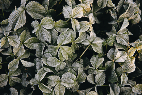 Februari zaaikalender Plukkers