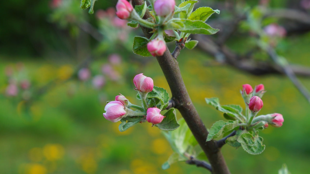 Een fruitboom planten - laagstam, een zuilboom of patioboom - 10 tips