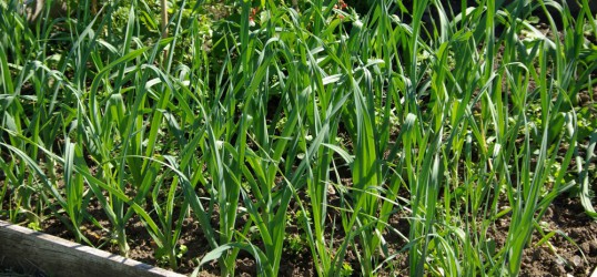 Prei zaaien op Moestuinweetjes.com