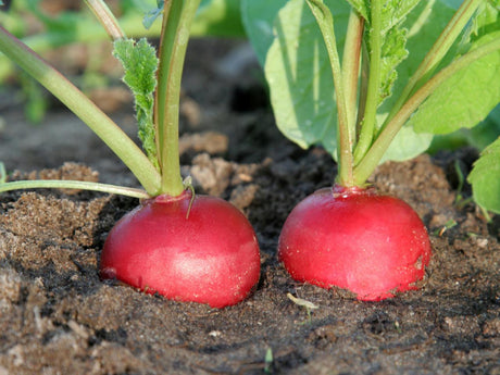 radijzen in de moestuin