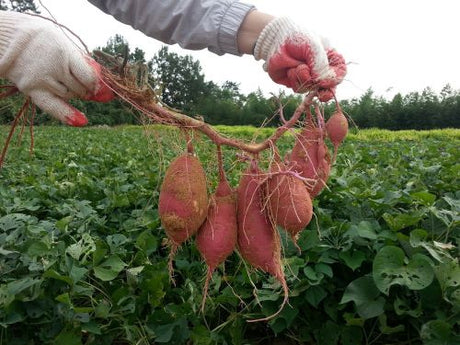 Zoete aardappelen of bataat zelf kweken of telen