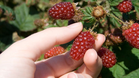 Tayberry oogsten