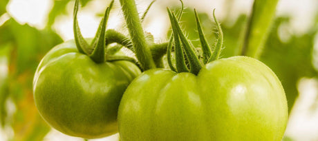 Groene tomaten in de moestuin