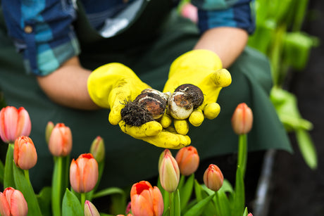 Tulpenbollen planten