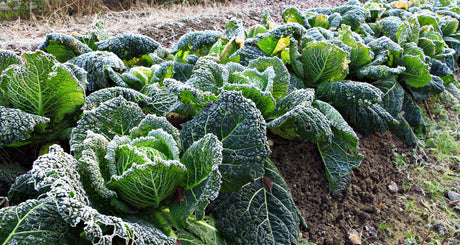 vorst in de moestuin