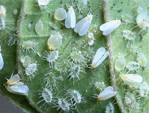 witte vlieg op planten