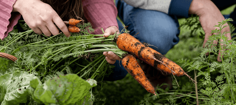 Wortelen oogsten is altijd verrassend