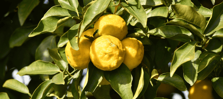 Yuzu's aan een yuzu plant