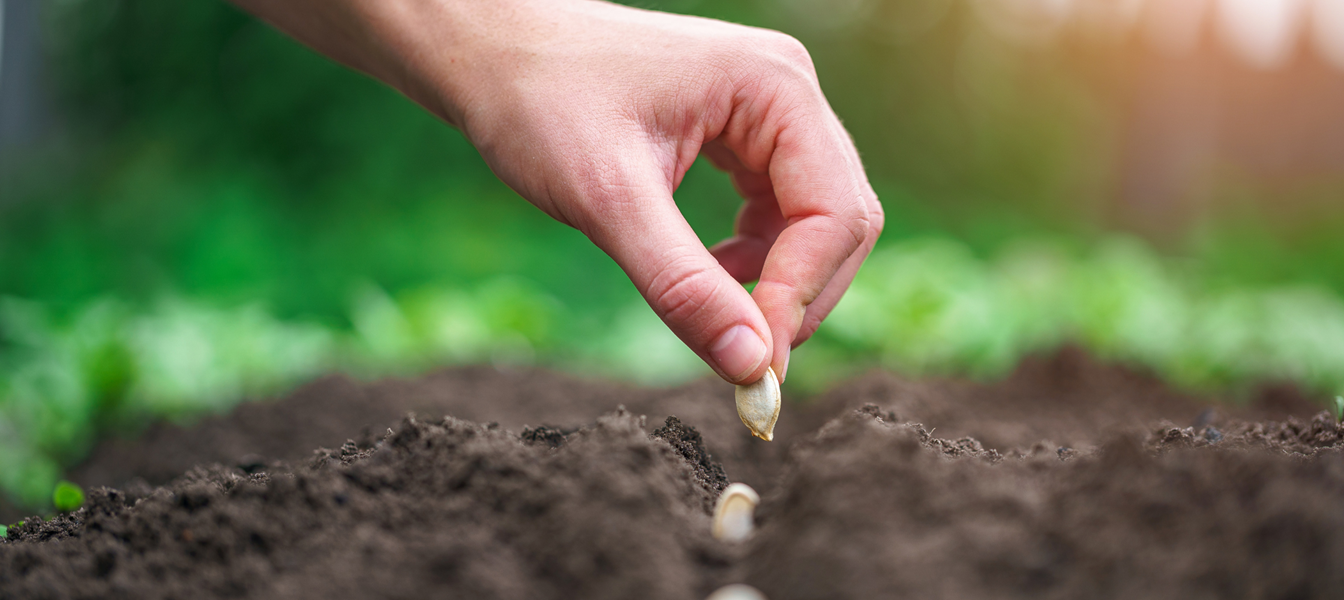 Zaaien voor je moestuin is een rustgevend werkje