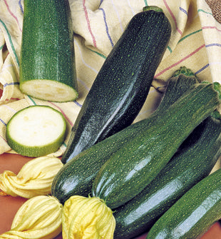 Semences Courgette