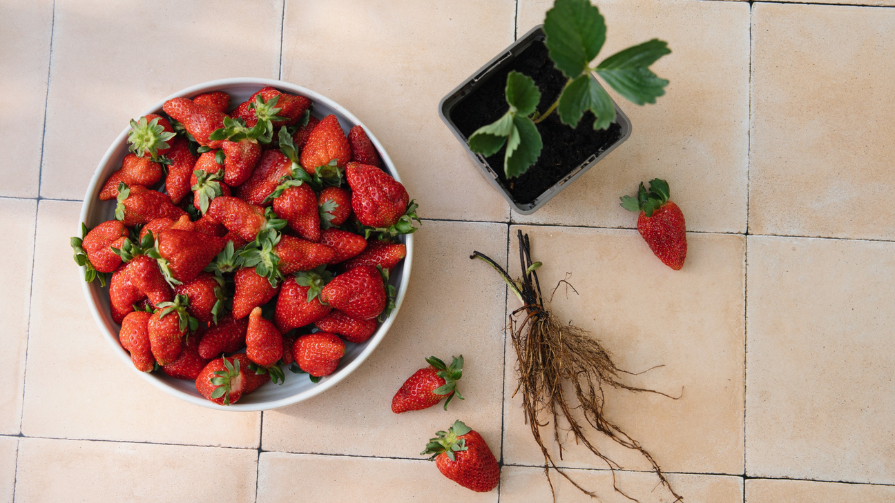 Aardbei planten