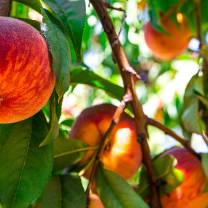 Abrikozen - Nectarines - Perziken