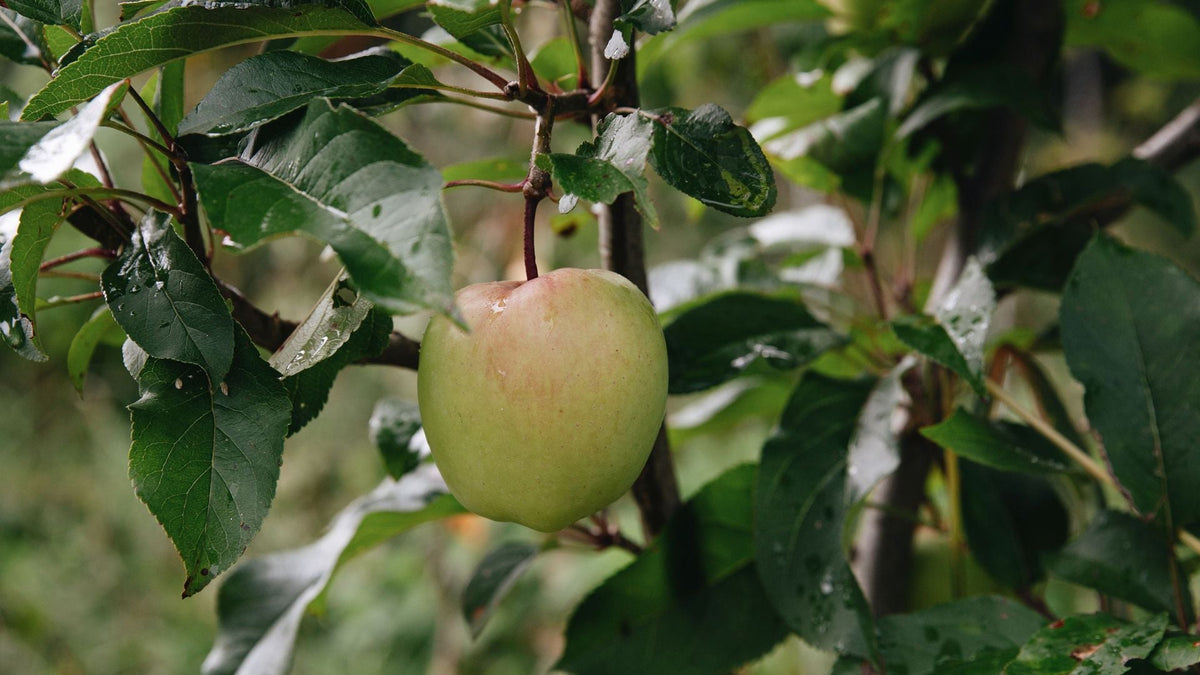 Applebaum Tree Buying an apple tree? Harvest your own crisp apples | Plukkers.com ...