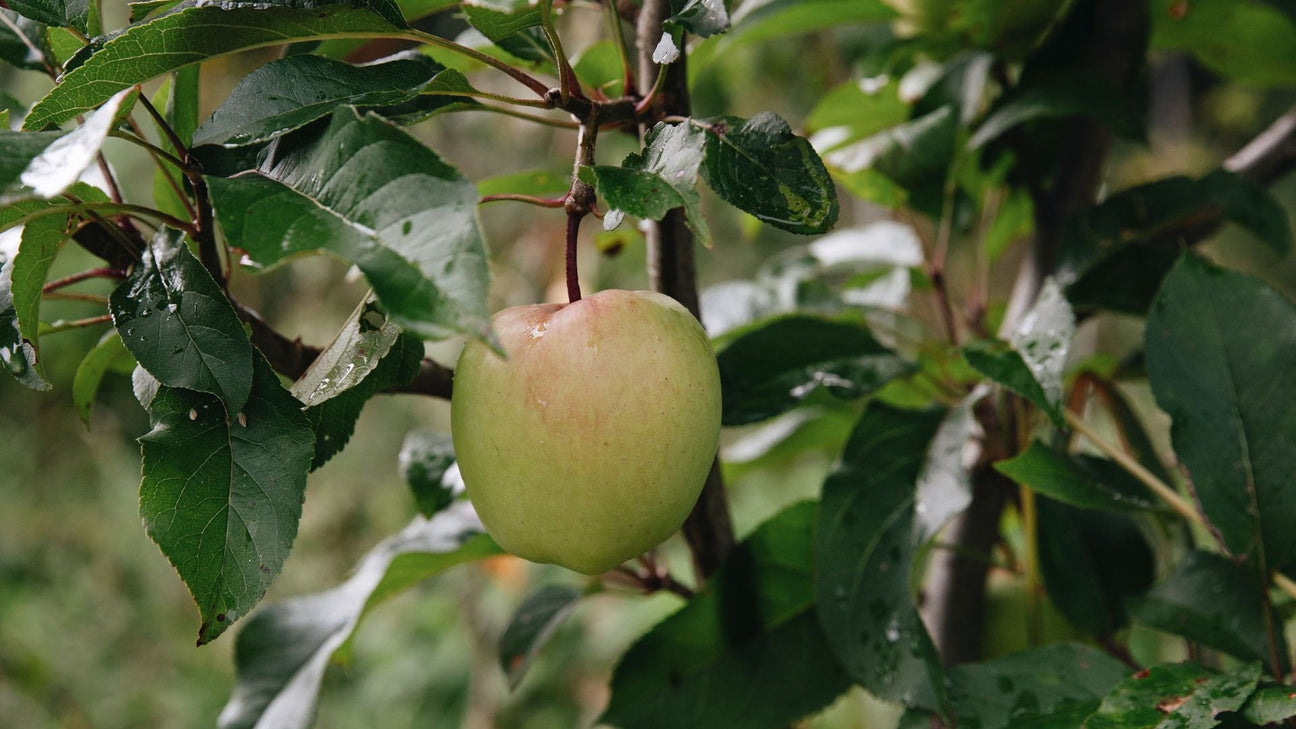 Appelboom