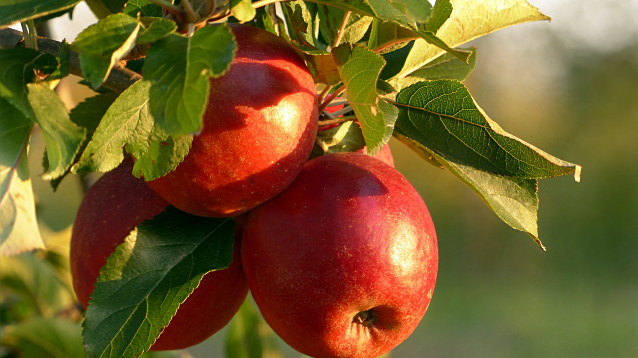 Appelboom
