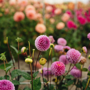 Dahlia's