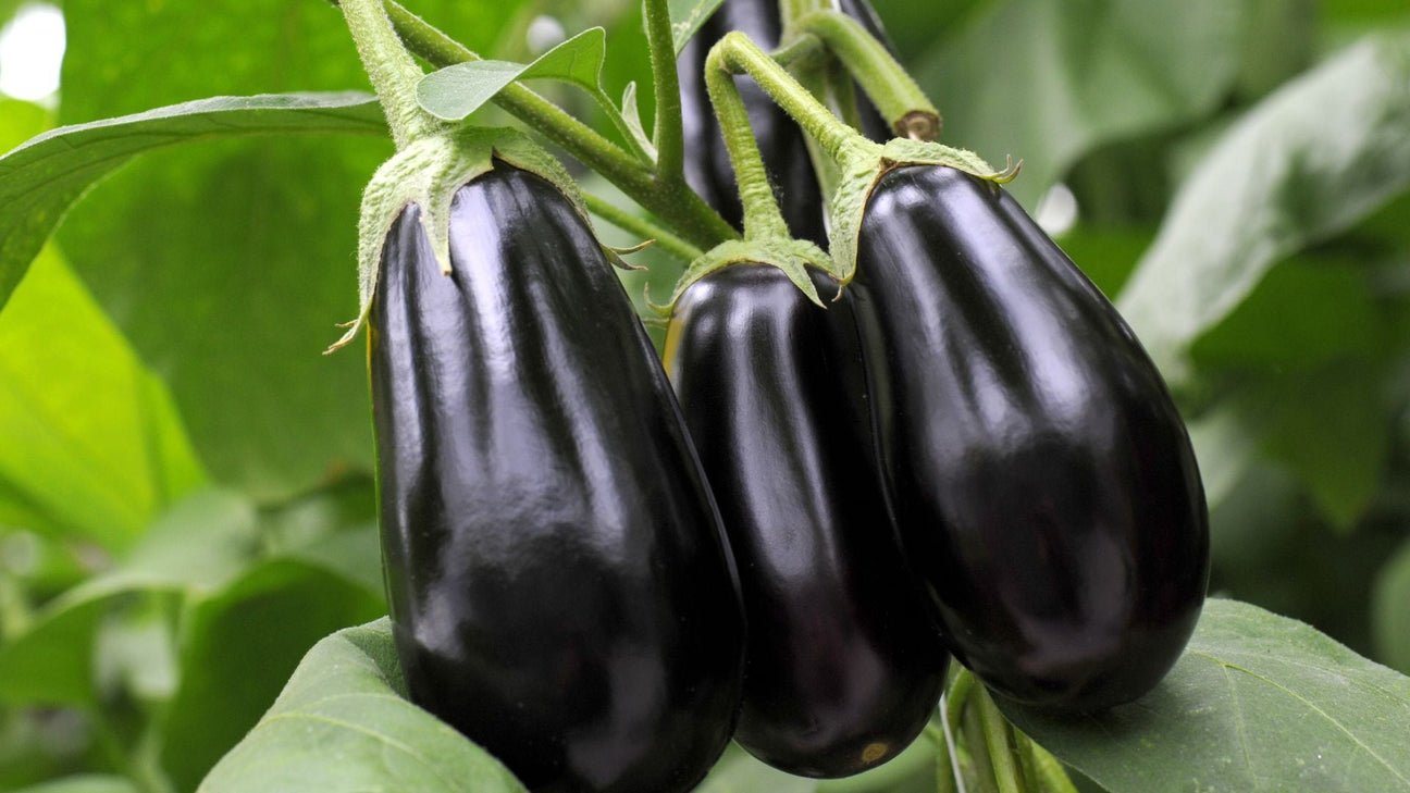 Aubergine zaad