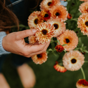 Graines de fleurs