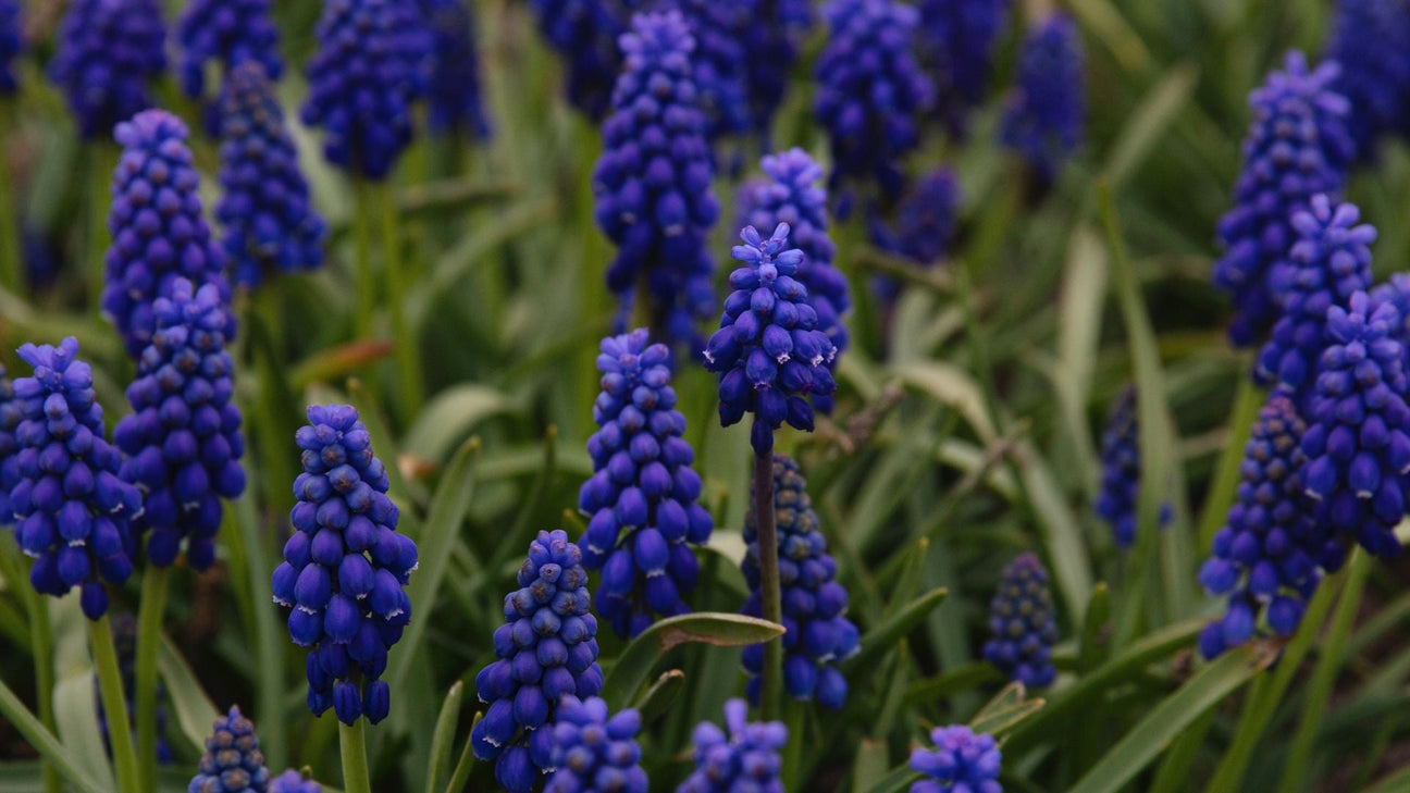 Blauwe druifjes muscari