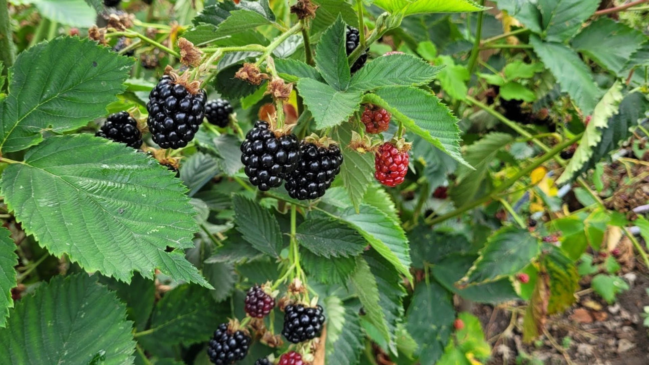 Bramenstruik