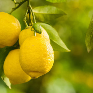 Citrus