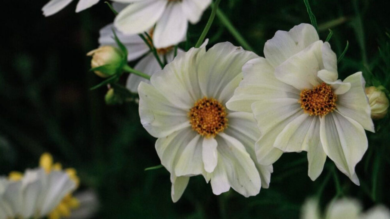 Cosmea (cosmos) zaden