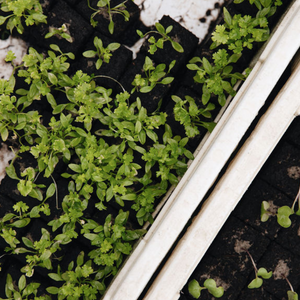 Eenjarige moestuinplanten