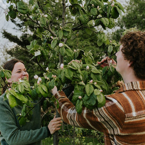 Fruit- en notenbomen