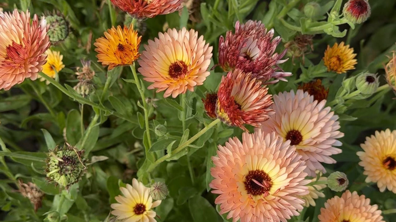 Goudsbloem zaden