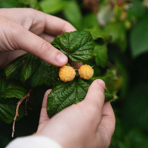 Petits fruits