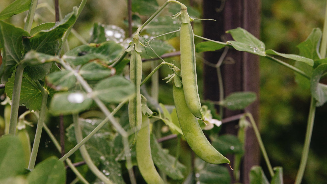 Moestuin zaden