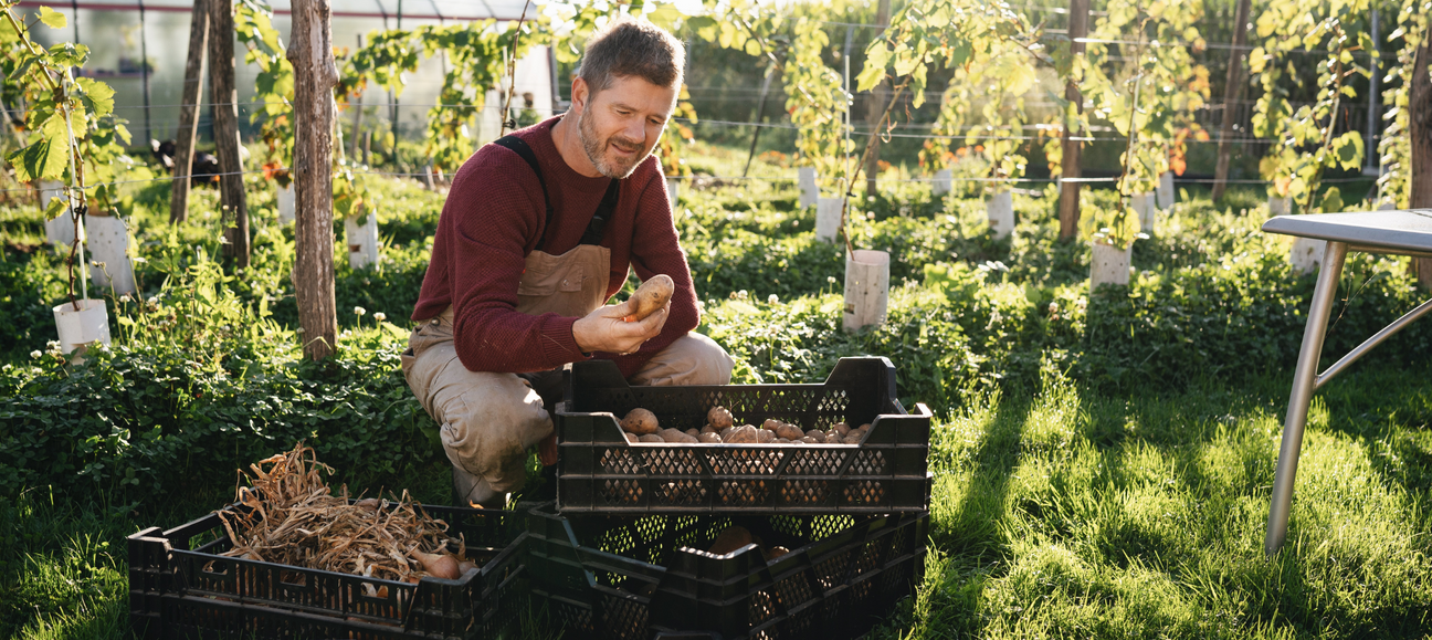 Een mooie moestuin beginnen