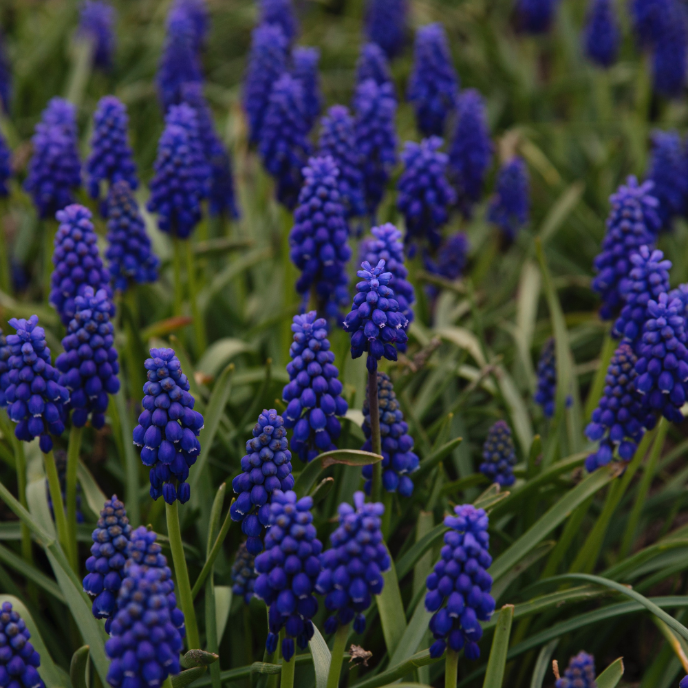 Blauwe druifjes muscari