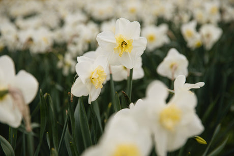 Narcissen