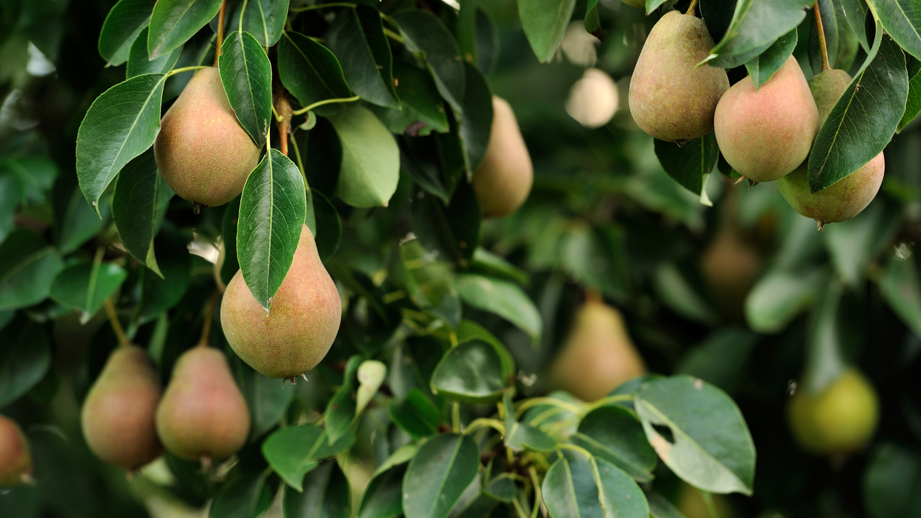 Perenboom