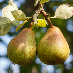 Perenbomen