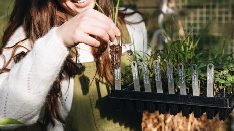 Moestuin plantjes te koop